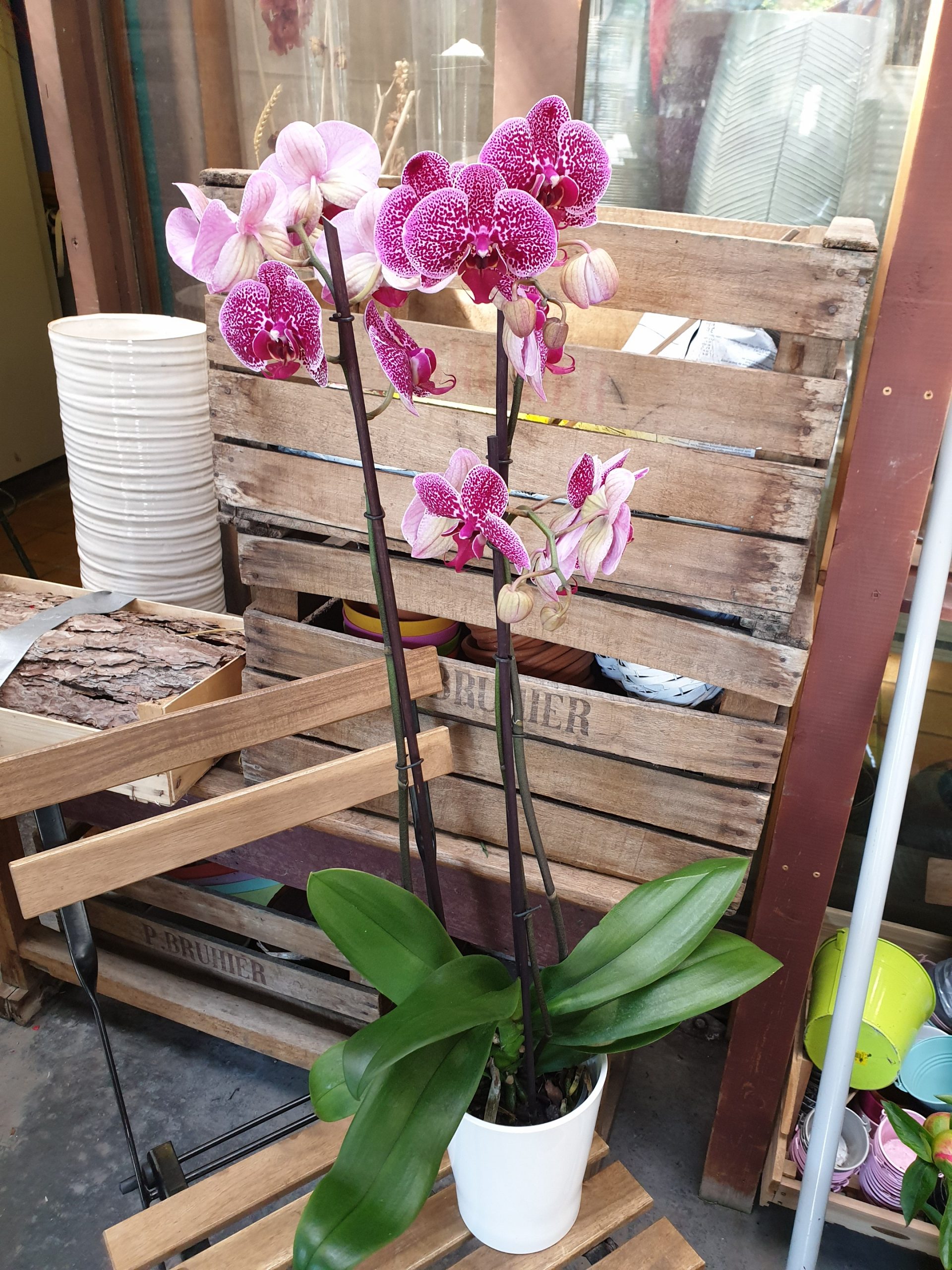Orchidée 2 tiges avec cache-pot