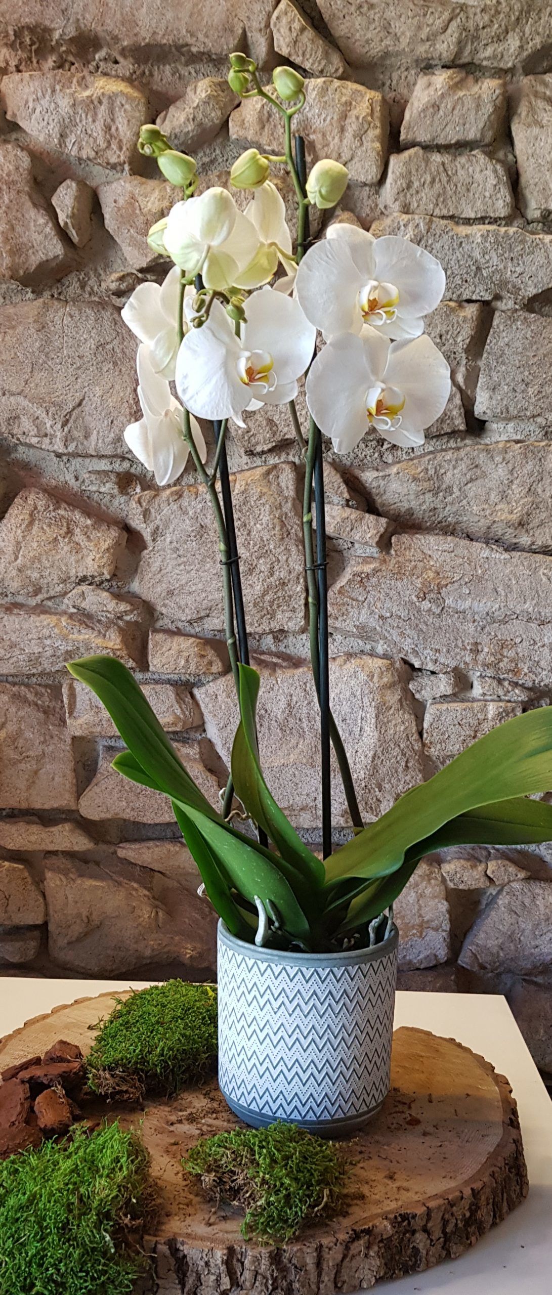 Orchidée Phalaénopsis avec cache pot