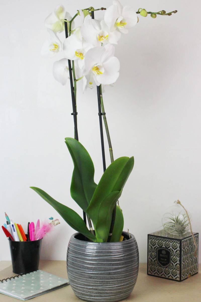 Orchidée | Livraison à La Roche-sur-Foron | Au langage des fleurs