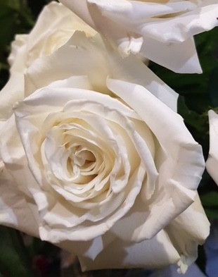 Bouquet De Roses Blanches