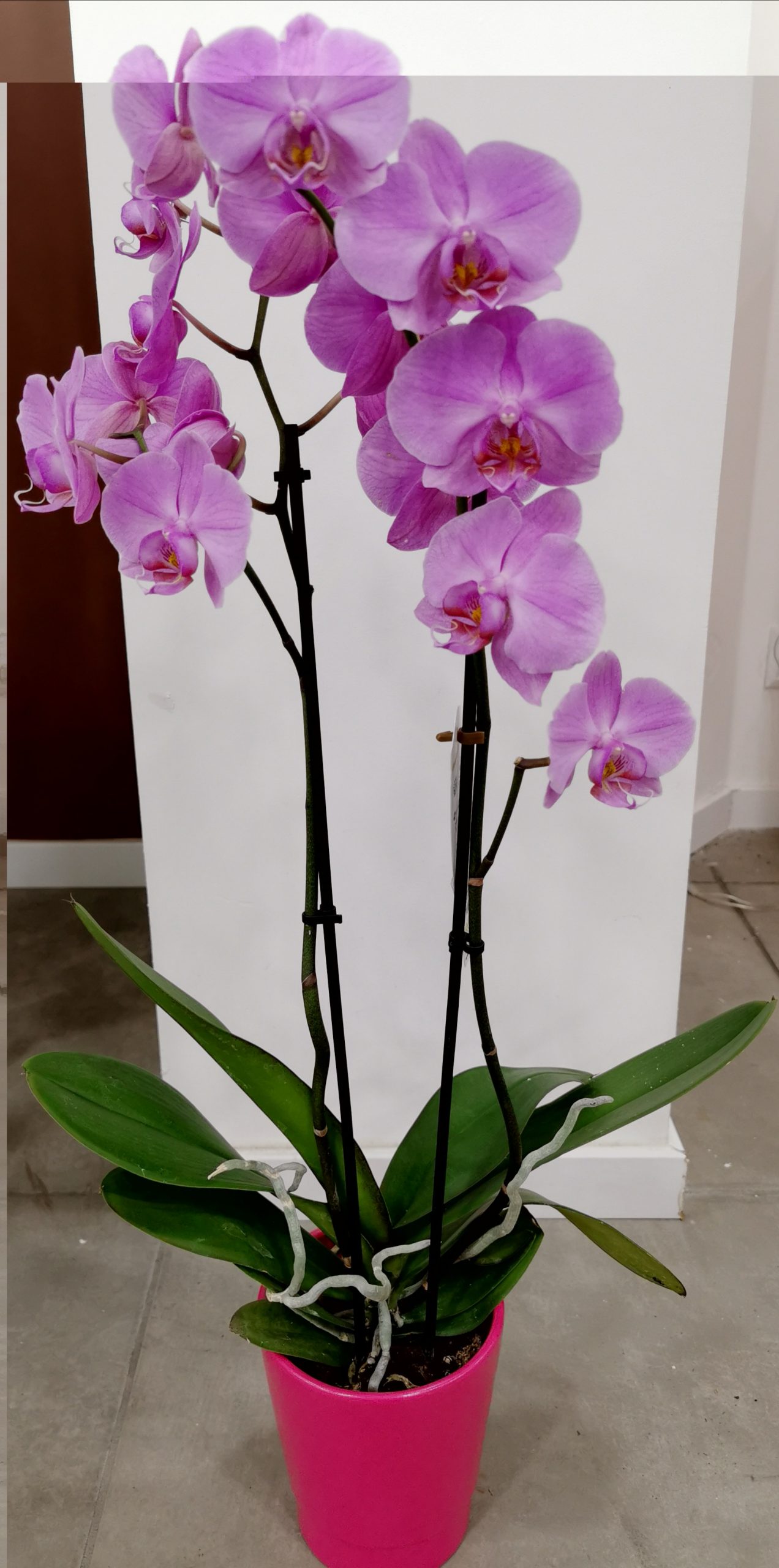 Orchidée Double Branches