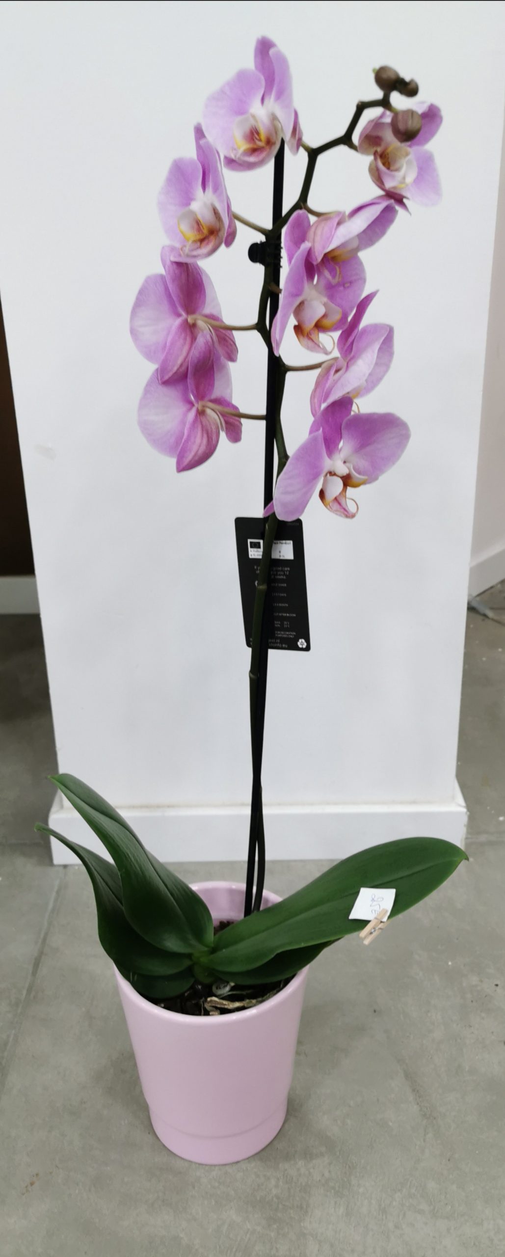 Orchidée Simple Branche