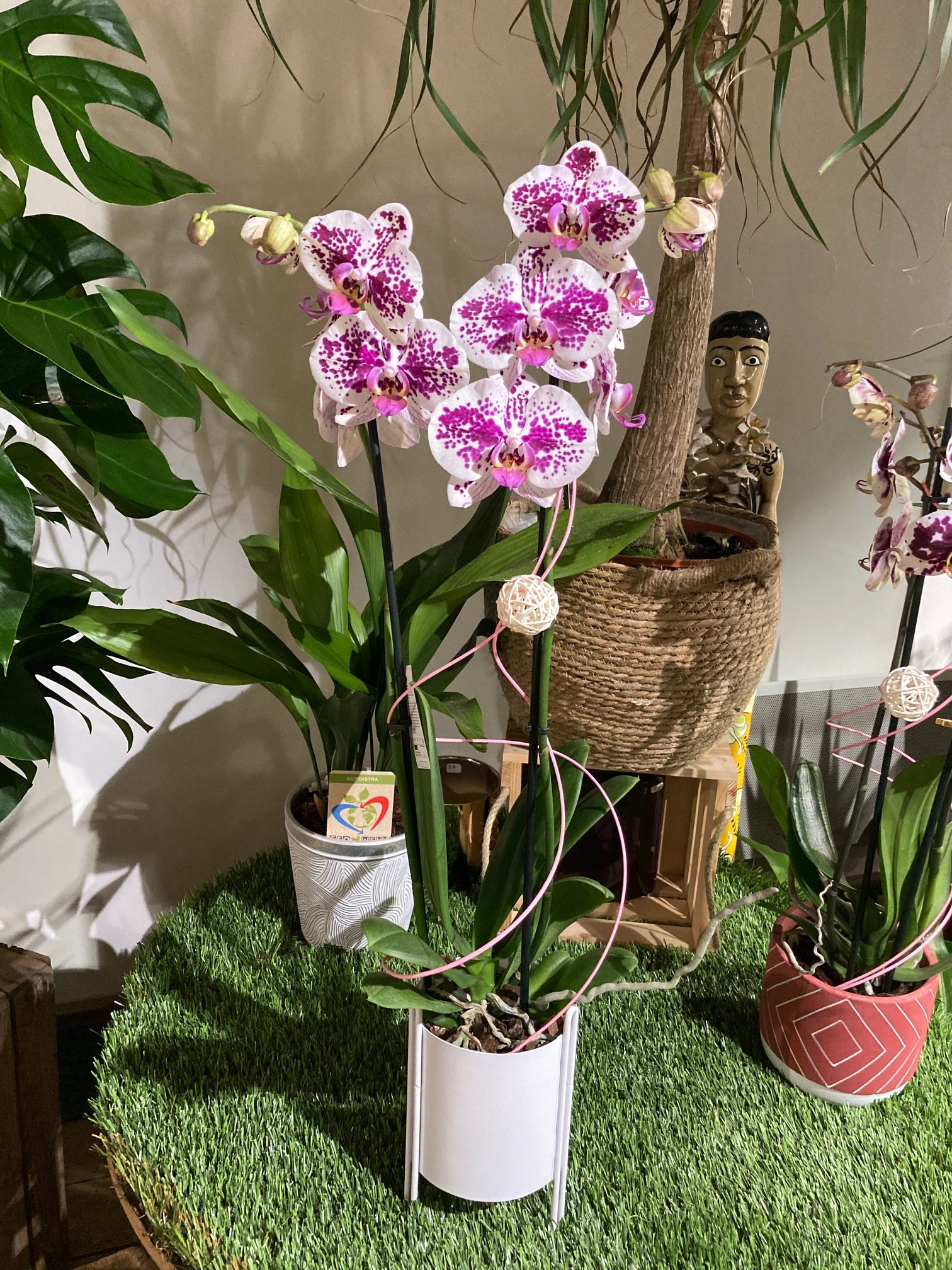 L'Orchidée + Cache Pot