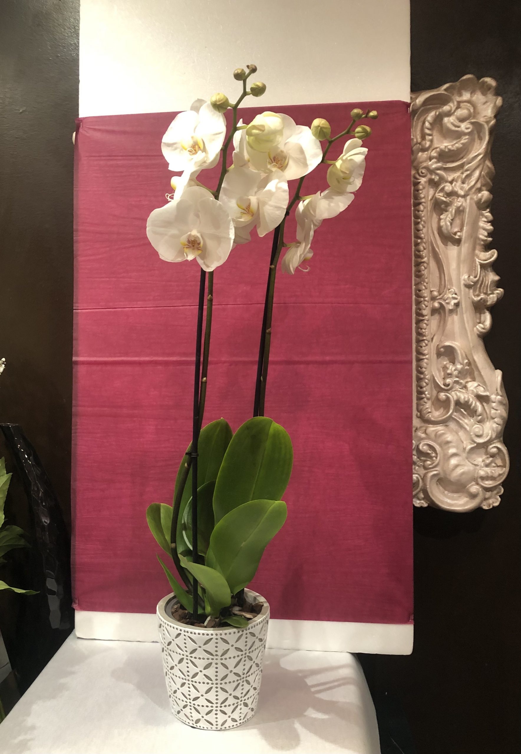 Orchidée Phalaenopsis Grand Modèle