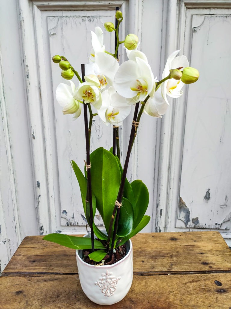 Orchidée Phalaenopsis Blanche 2 Tiges Avec Son Cache Pot Blanc.