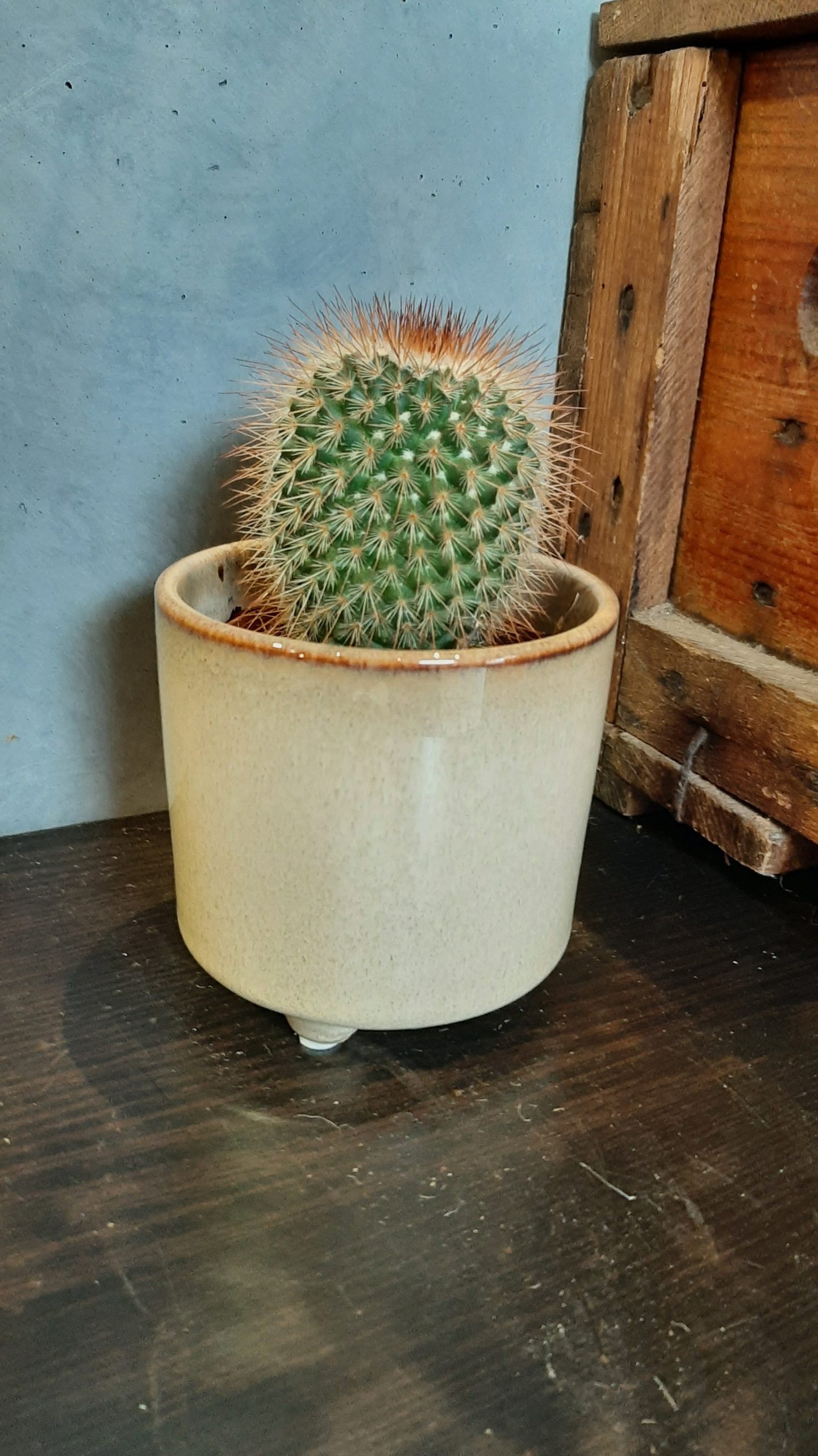 Cactus et son cache-pot