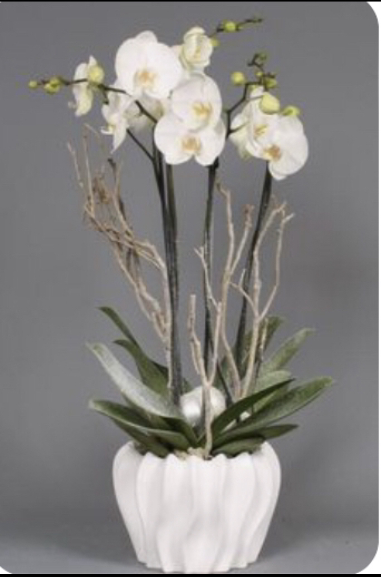Orchidée blanche avec son cache pot