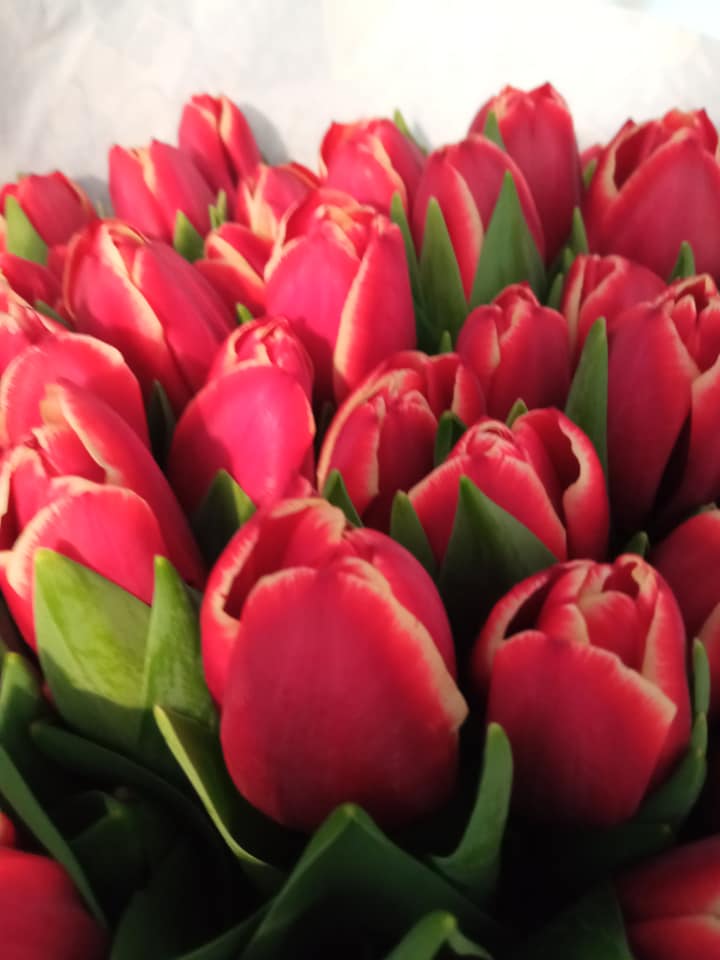 Bouquet de Tulipes Production Française ou hollandaise