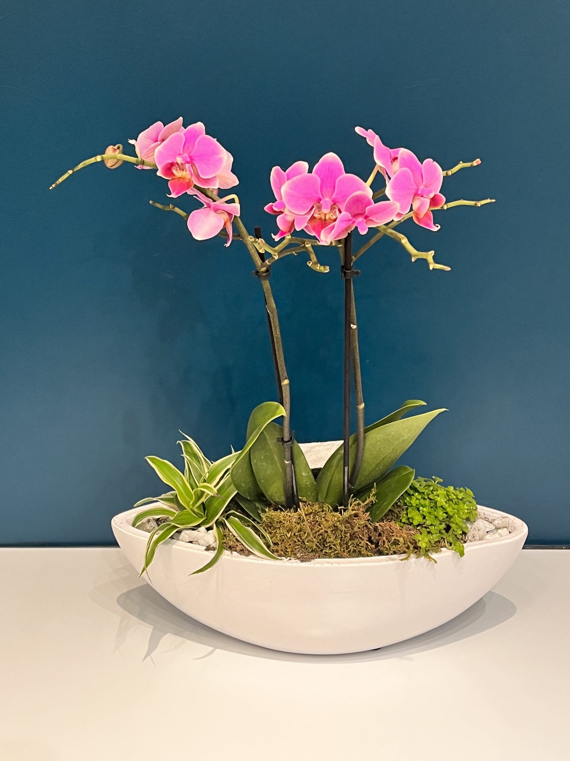 Composition Orchidée Phalaénopsis rose | Livraison à Toulouse | Cattleya