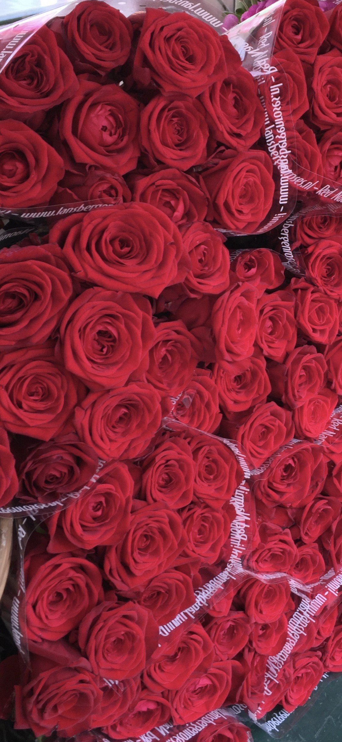 Prix D Une Rose à L unité Fleuriste Roses à l'unité « Red Naomi » | Livraison à Lyon | Charly Fleurs