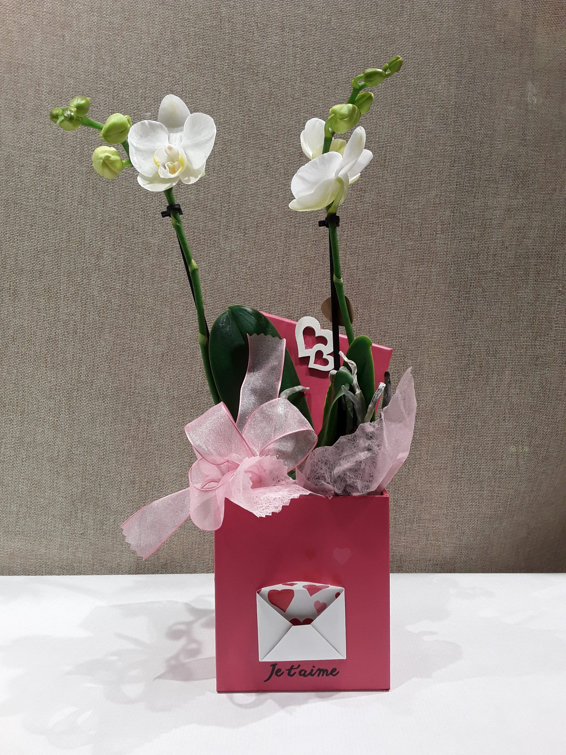 orchidée présentée en boite pour la fête des mères