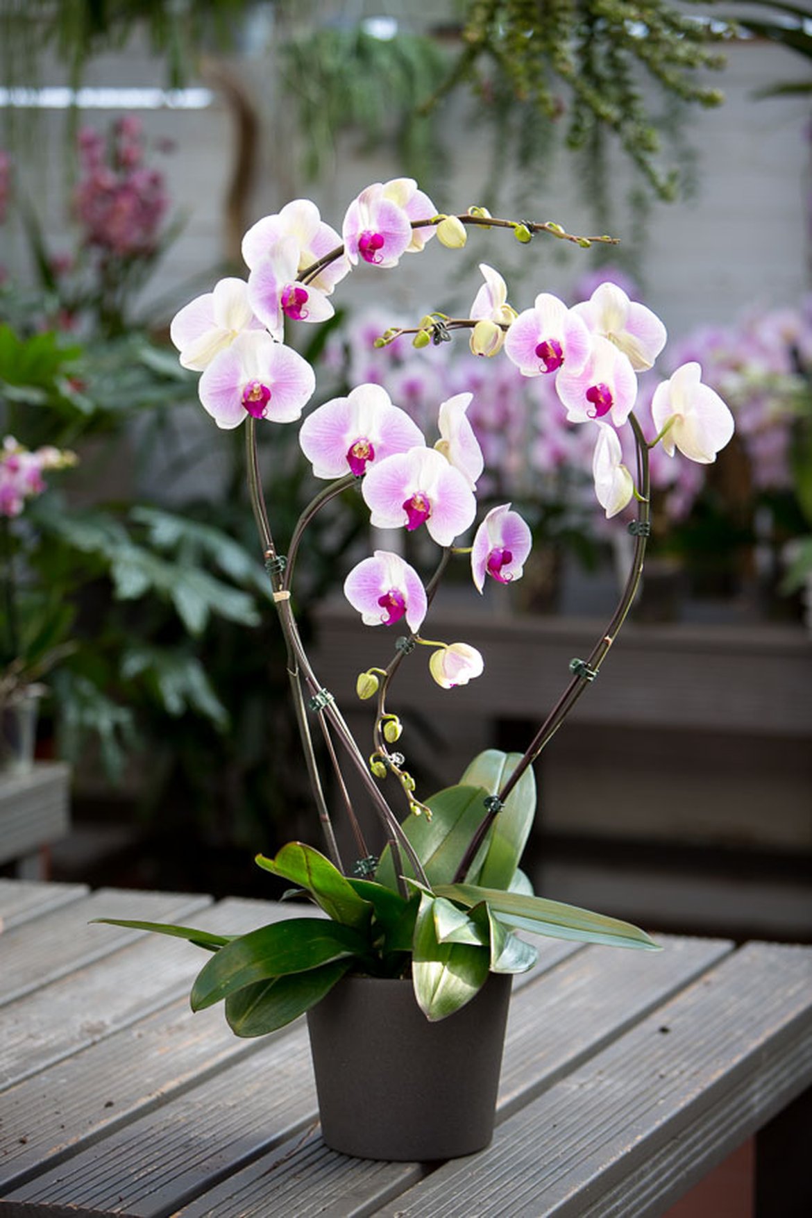 Orchidée Prestige