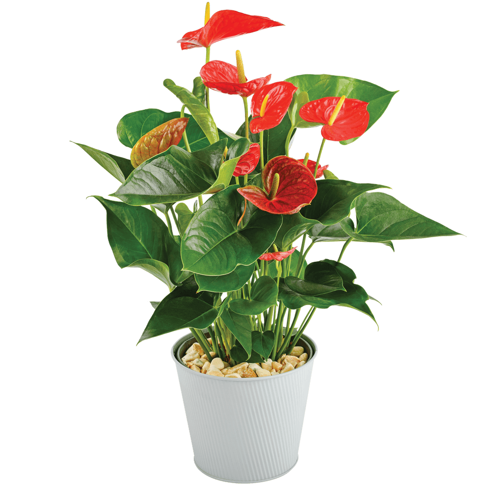 Plante Anthurium