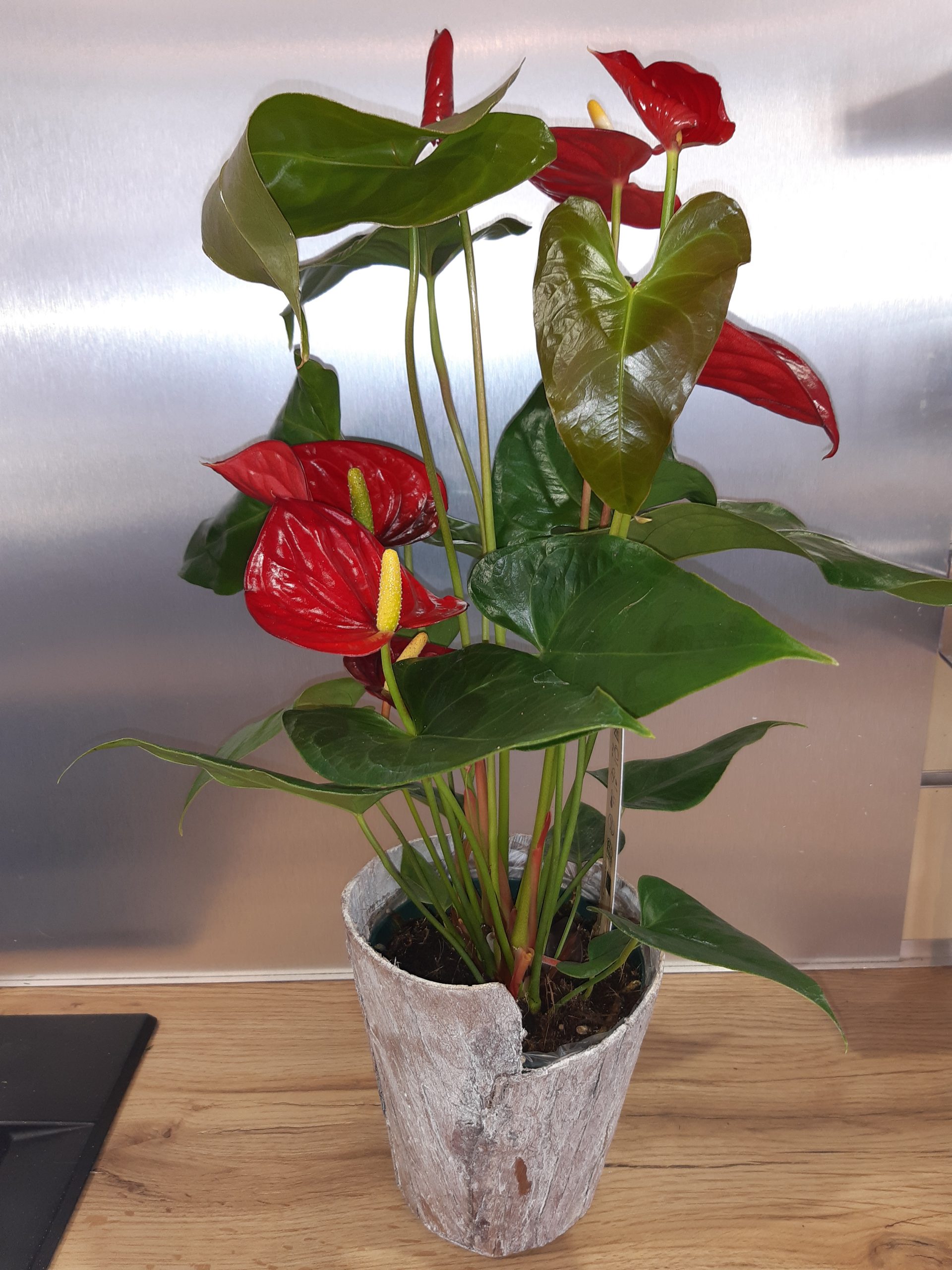 Anthurium rouge accompagné de son cache-pot