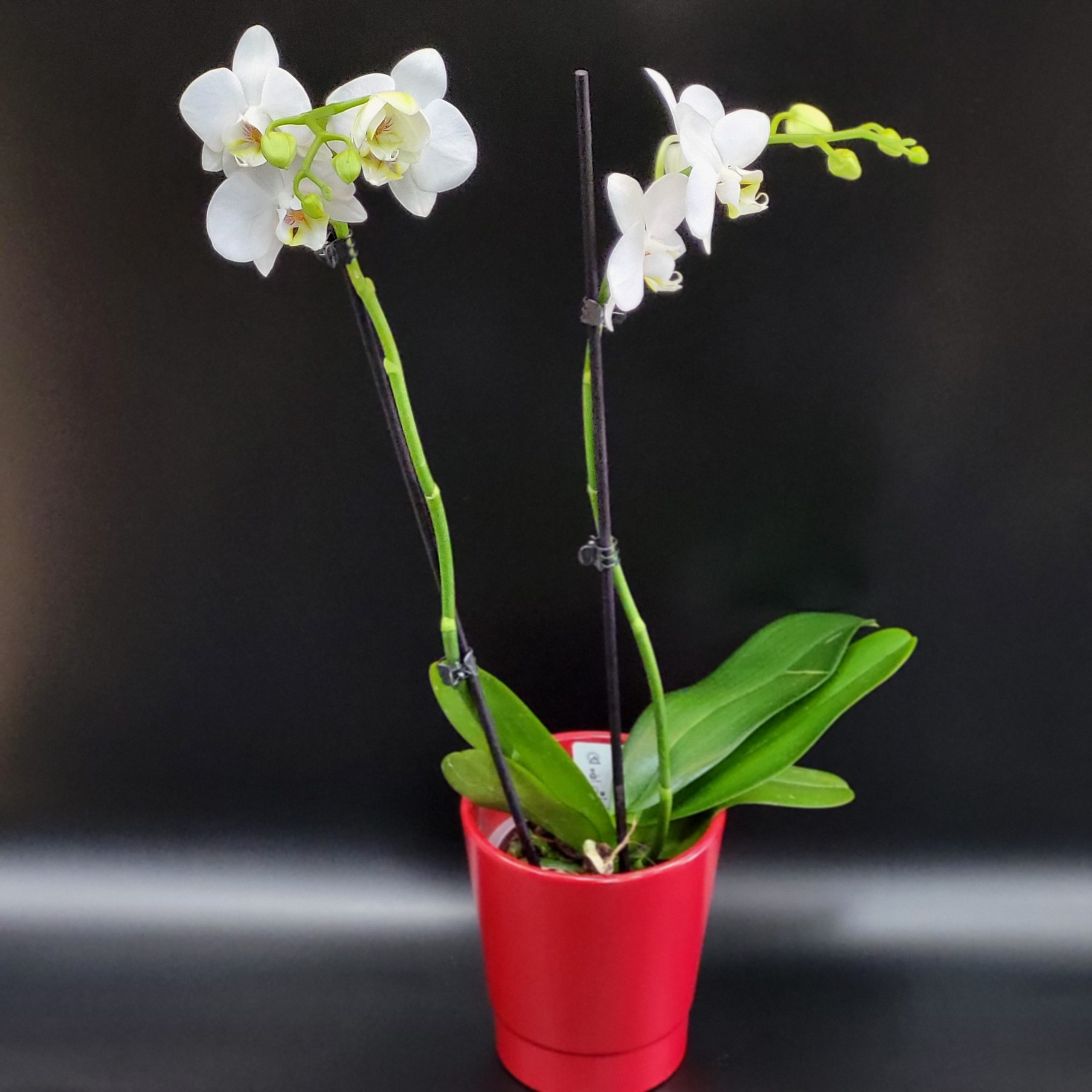 Plante d'intérieur Orchidée