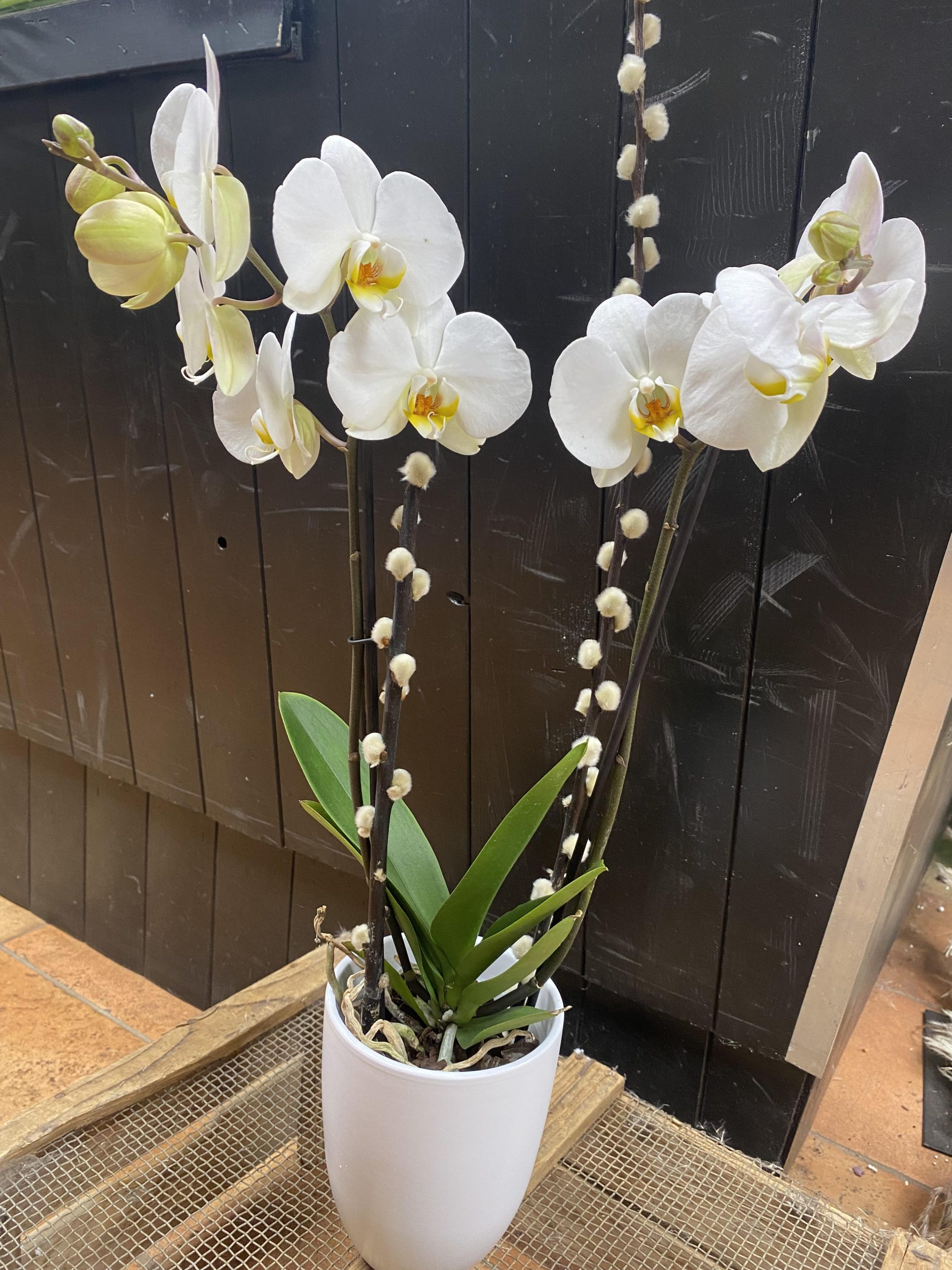 Nos belles orchidées