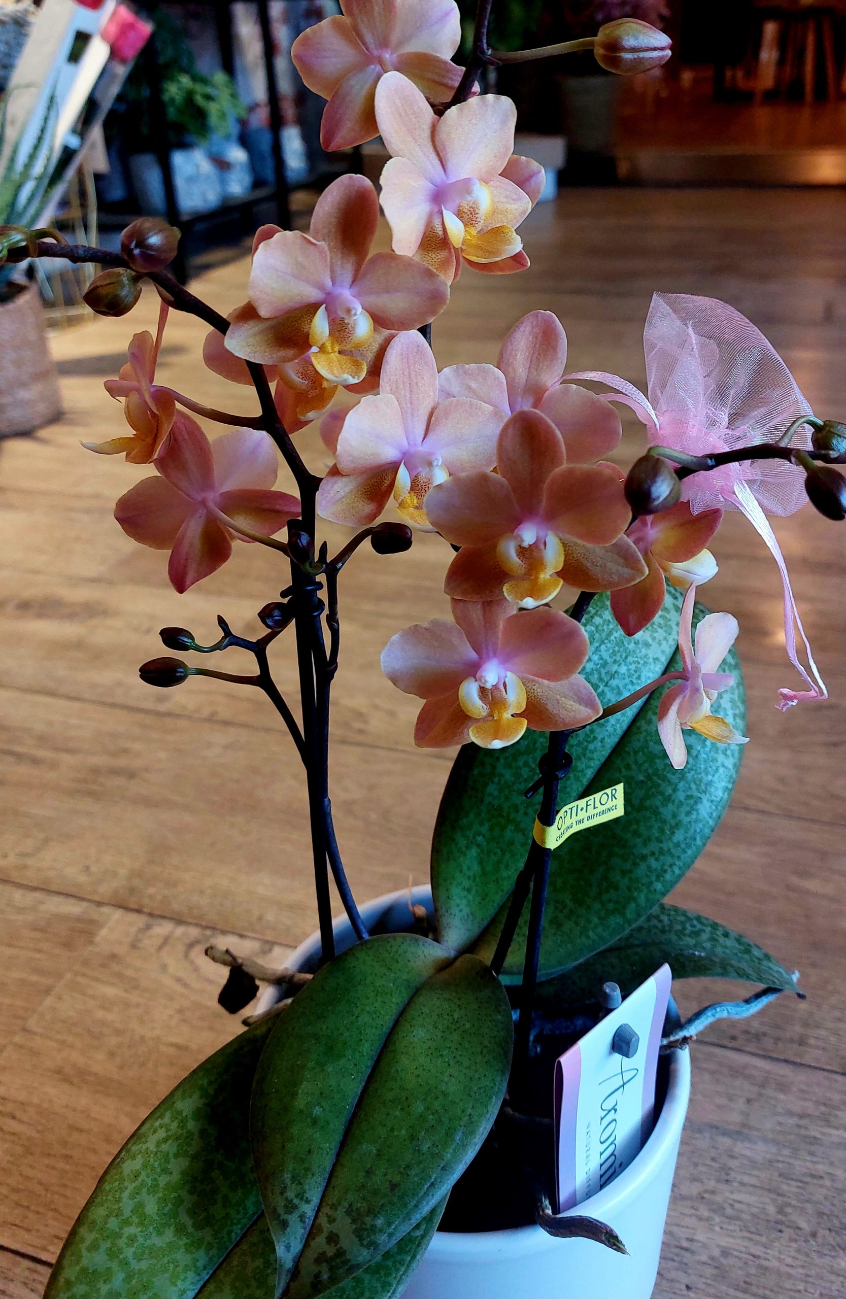 Orchidee très odorante!