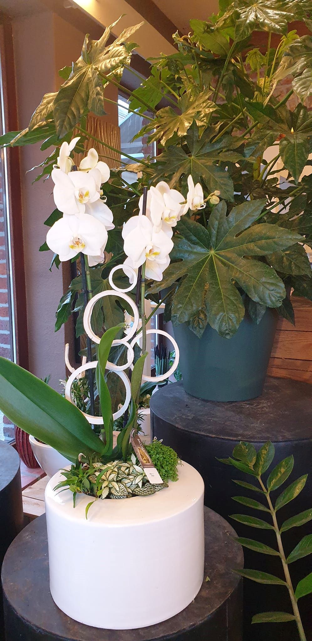 Montage orchidées