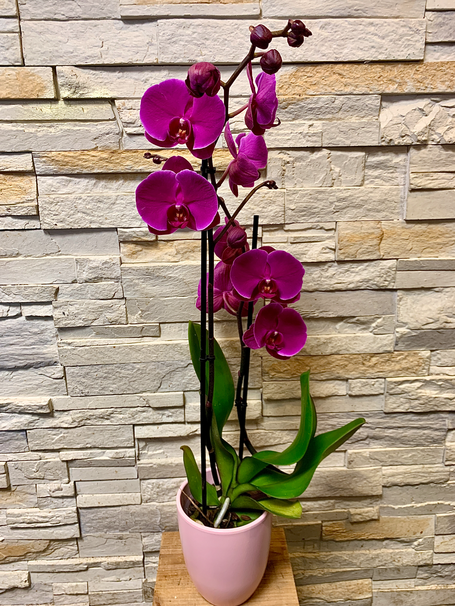 Orchidée rose ou violette