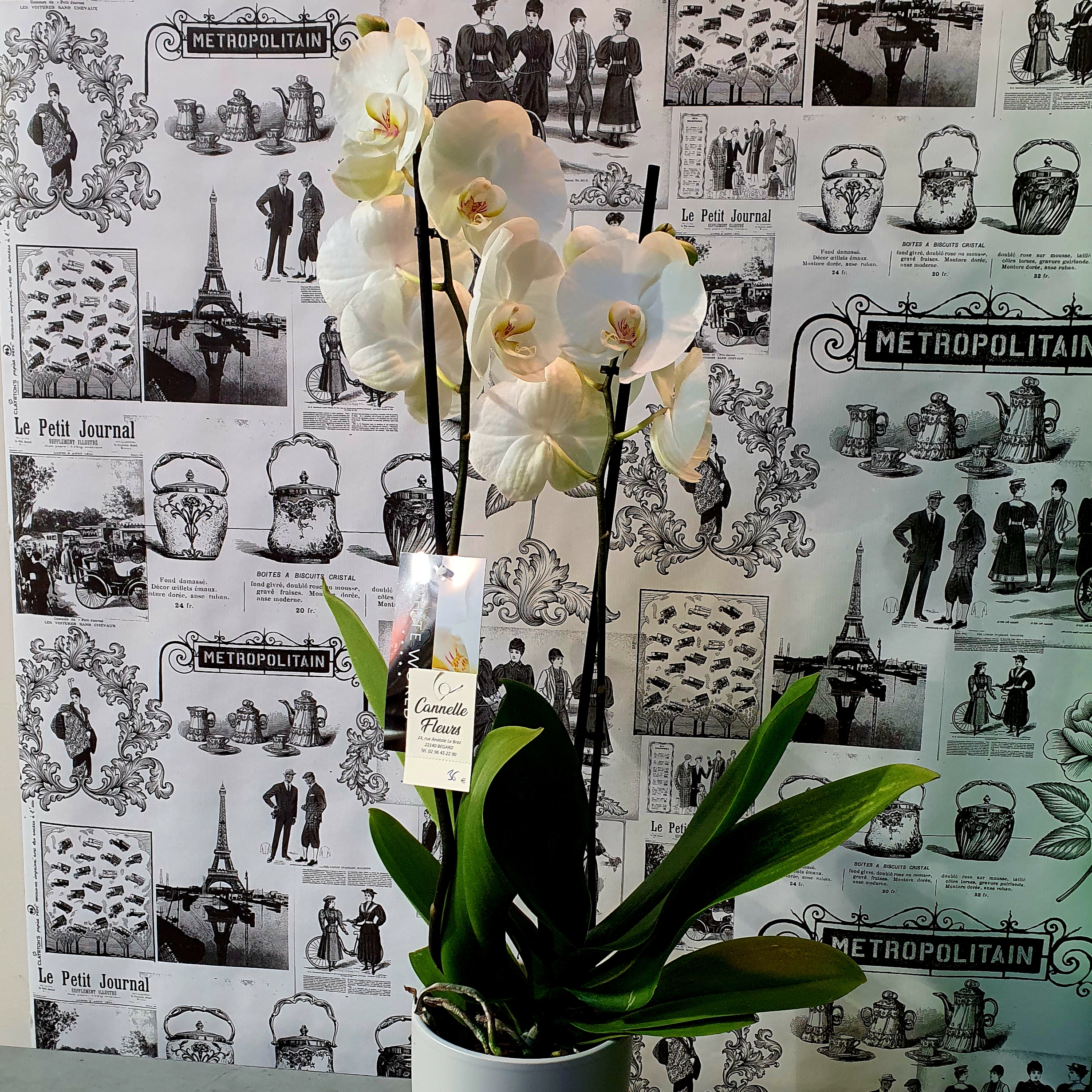 Orchidée Phalaenopsis blanc 2 tiges