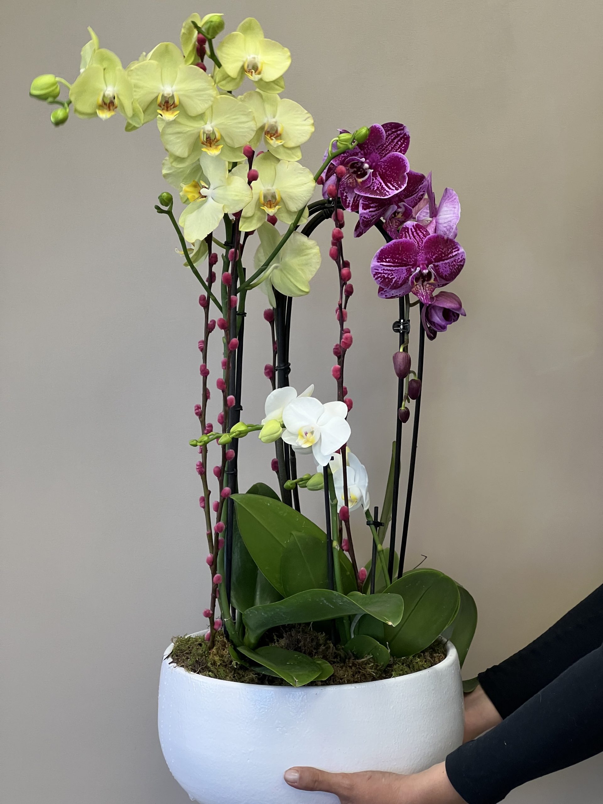 Coupe D'orchidées