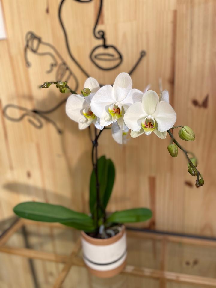 Plante d'orchidée blanches