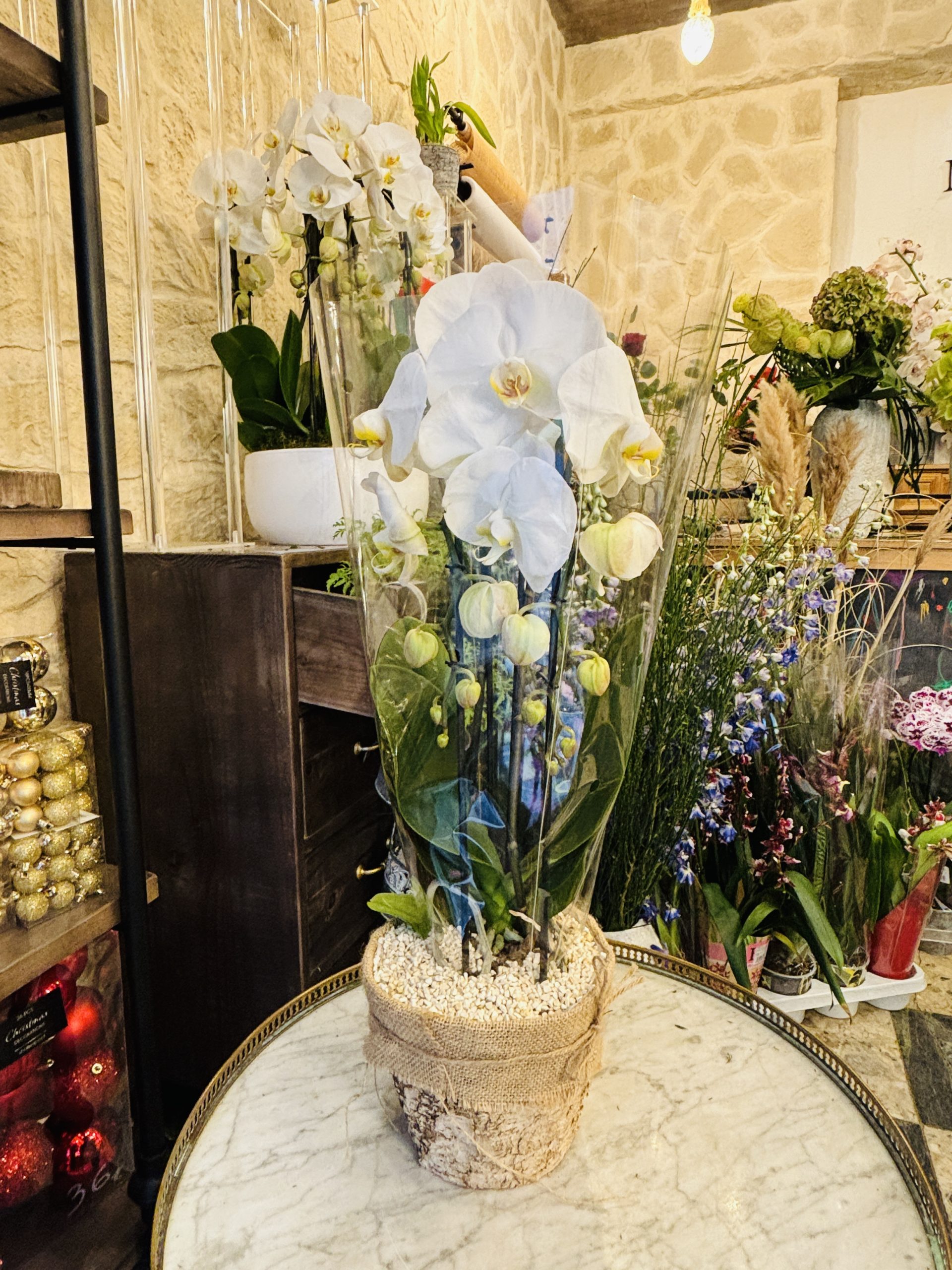 Orchidée blanche avec cache-pot (1) - Amaryllis Fleurs Interflora Paris  15ème
