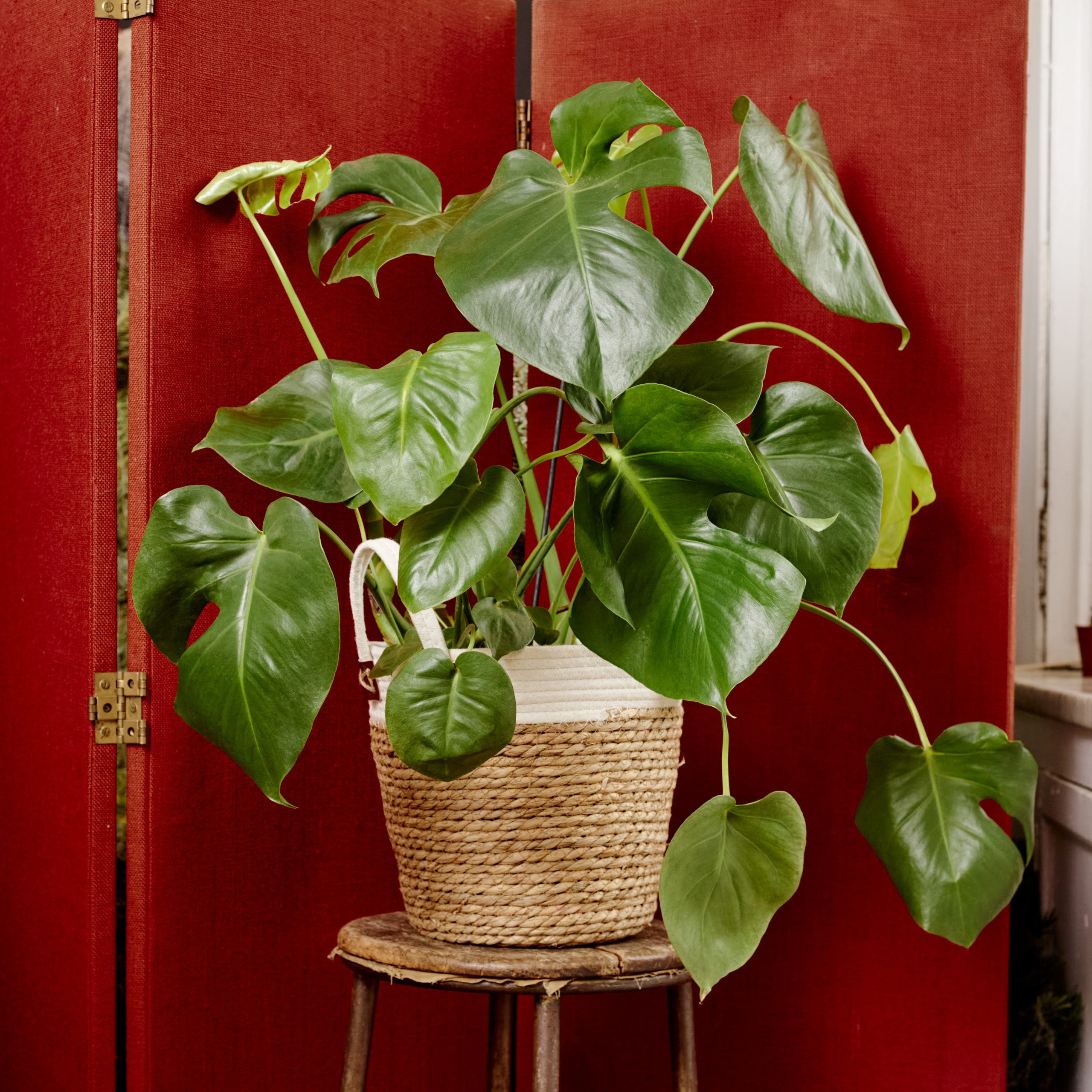 Livraison Plantes Vertes | Achat Plantes Vertes en ligne | Sessile