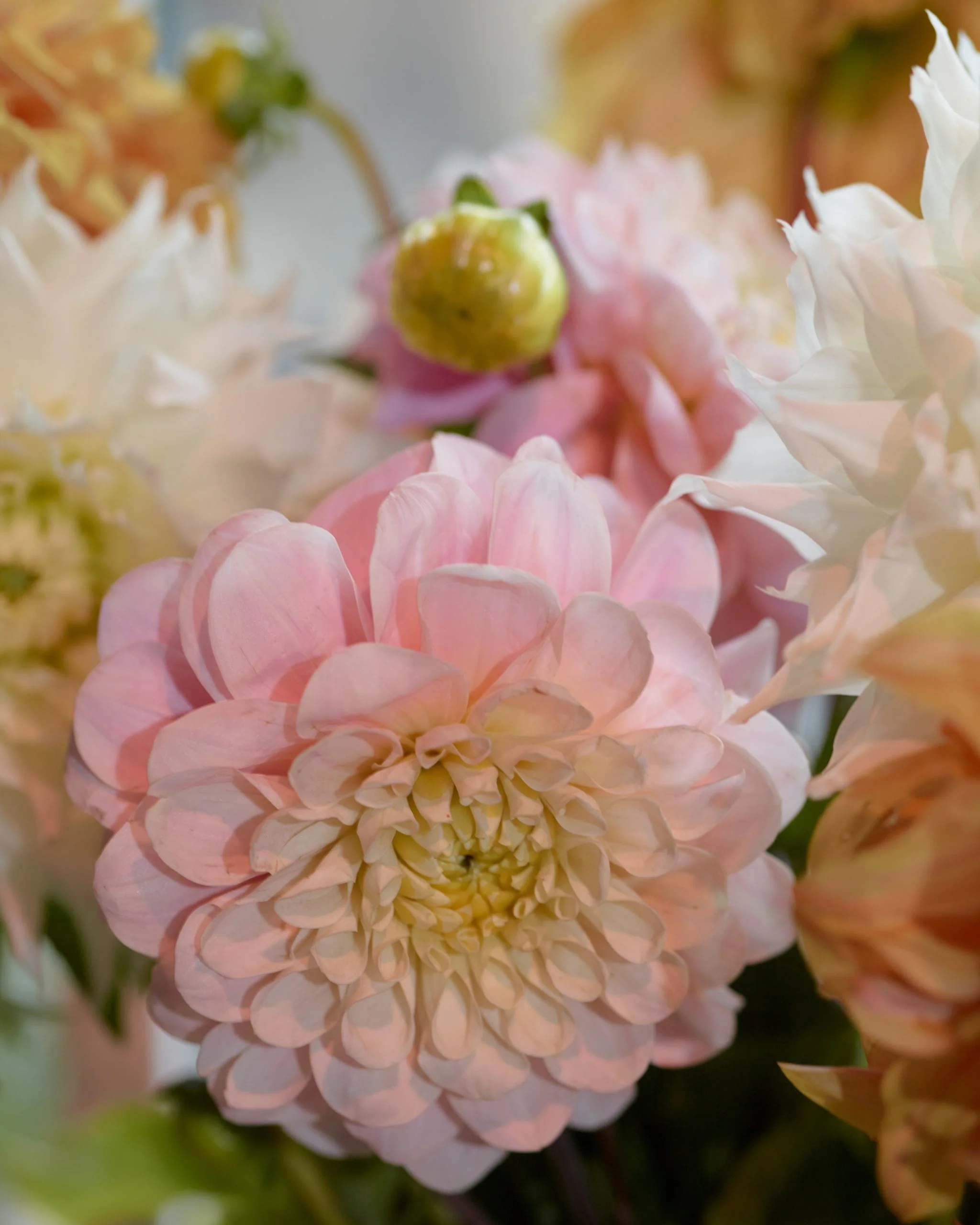 Fleurs de septembre : quelles variétés choisir ce mois-ci ?
