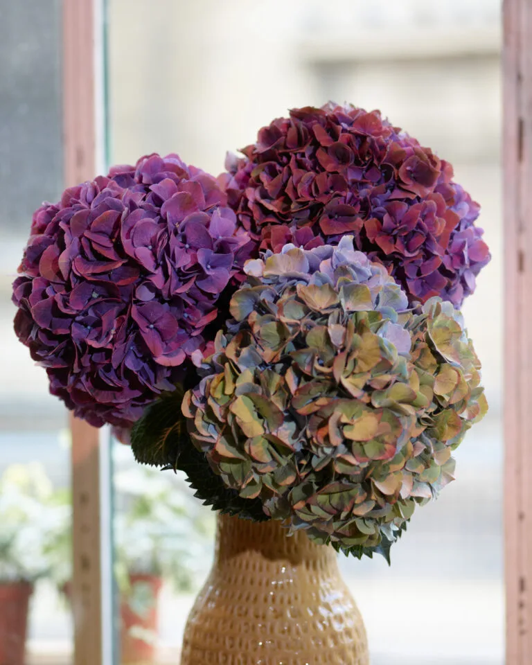 Fleurs d’août : quelles variétés choisir ce mois-ci ?