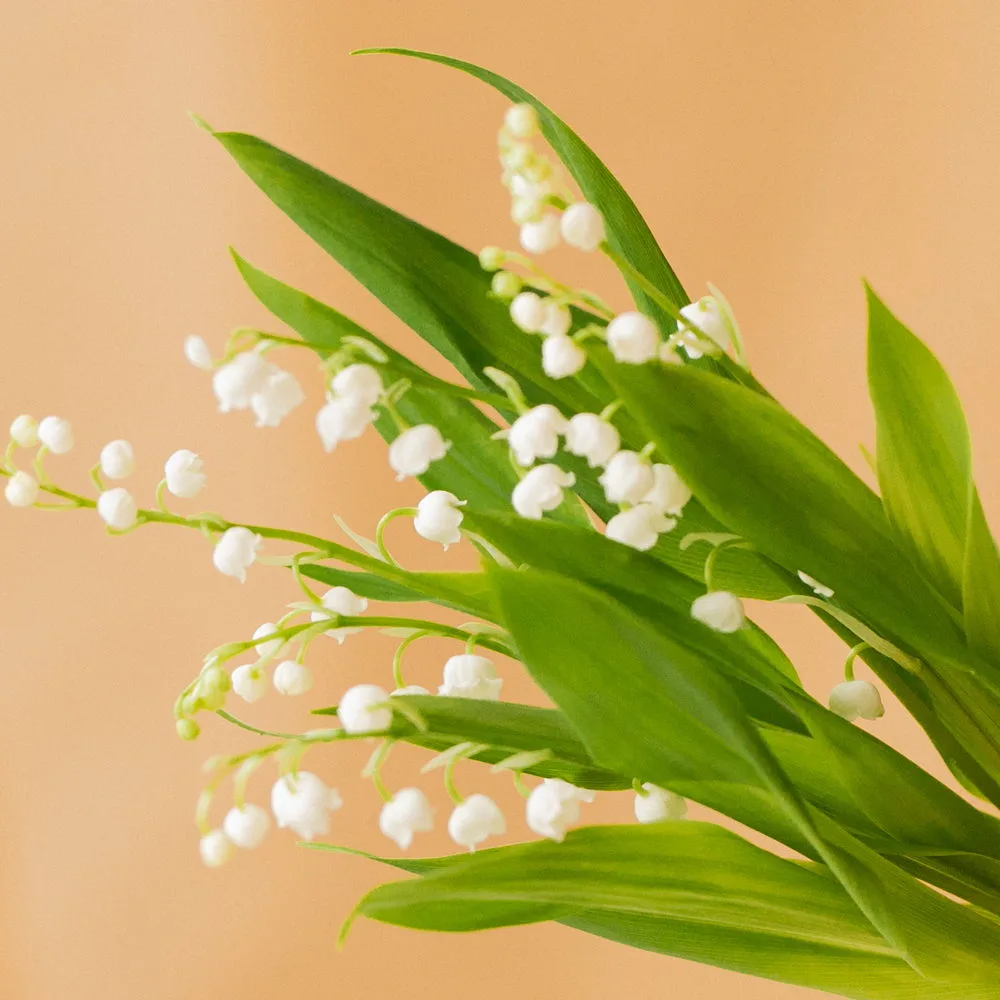 Muguet - Livraison de bouquets de fleurs par vos fleuristes préférés